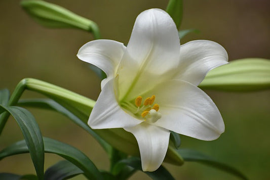 Beware the Easter Lily: A Deadly Danger for Cats