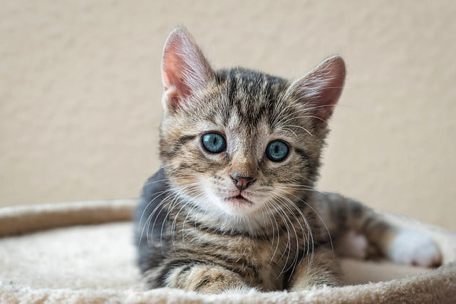 Welcome Home, Purrfect Pal! Your Easy First-Time Cat/Kitten Adoption Checklist