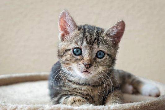 Welcome Home, Purrfect Pal! Your Easy First-Time Cat/Kitten Adoption Checklist