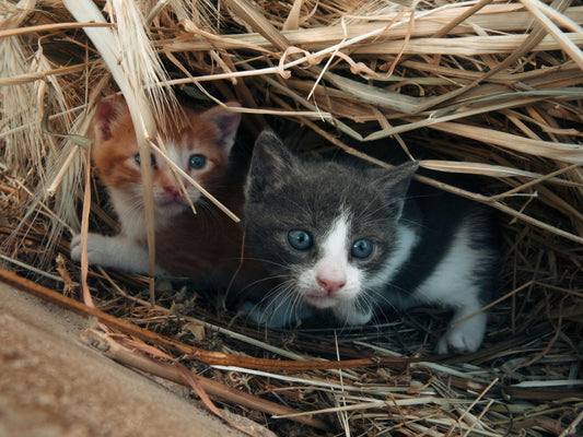 How to Create Safe and Warm Spaces for Stray Cats During Winter