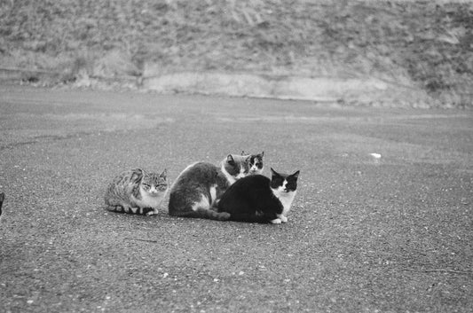 Stray Cats