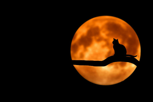 Black Cats and Halloween: Myths, Misunderstandings, and How to Keep Them Safe