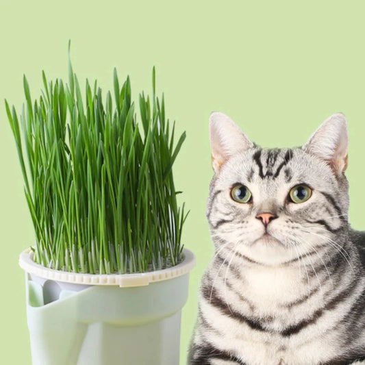 Hydroponic Cat Grass Box - Cat Snack Catnip Planting Bowl