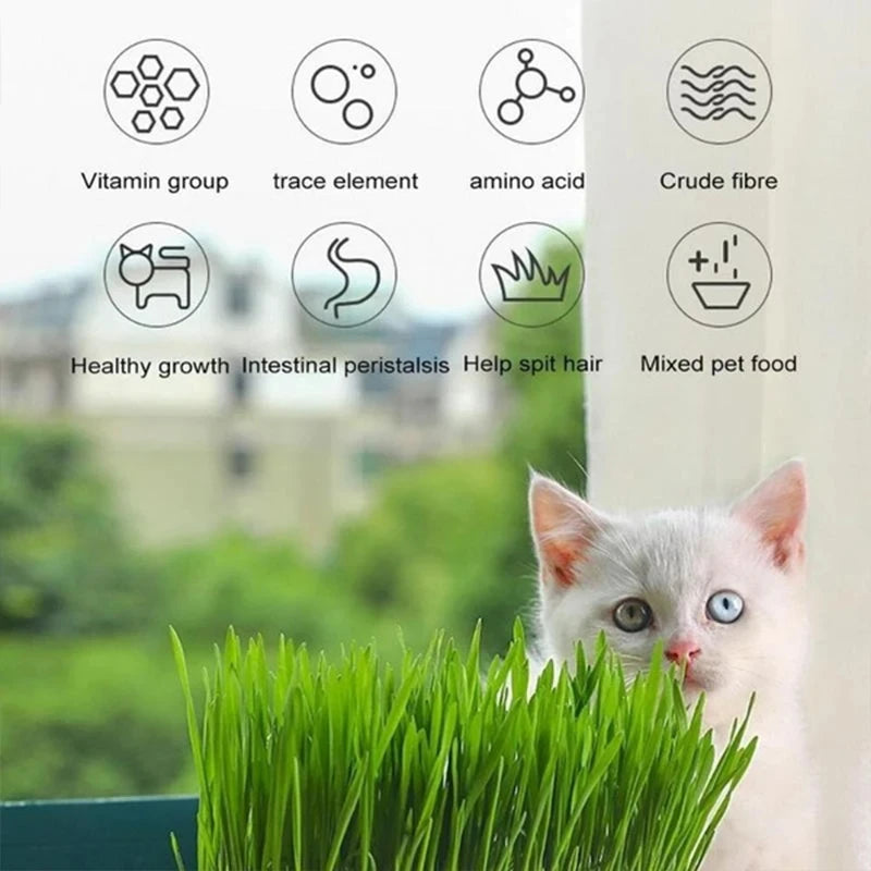 Hydroponic Cat Grass Starter Kit